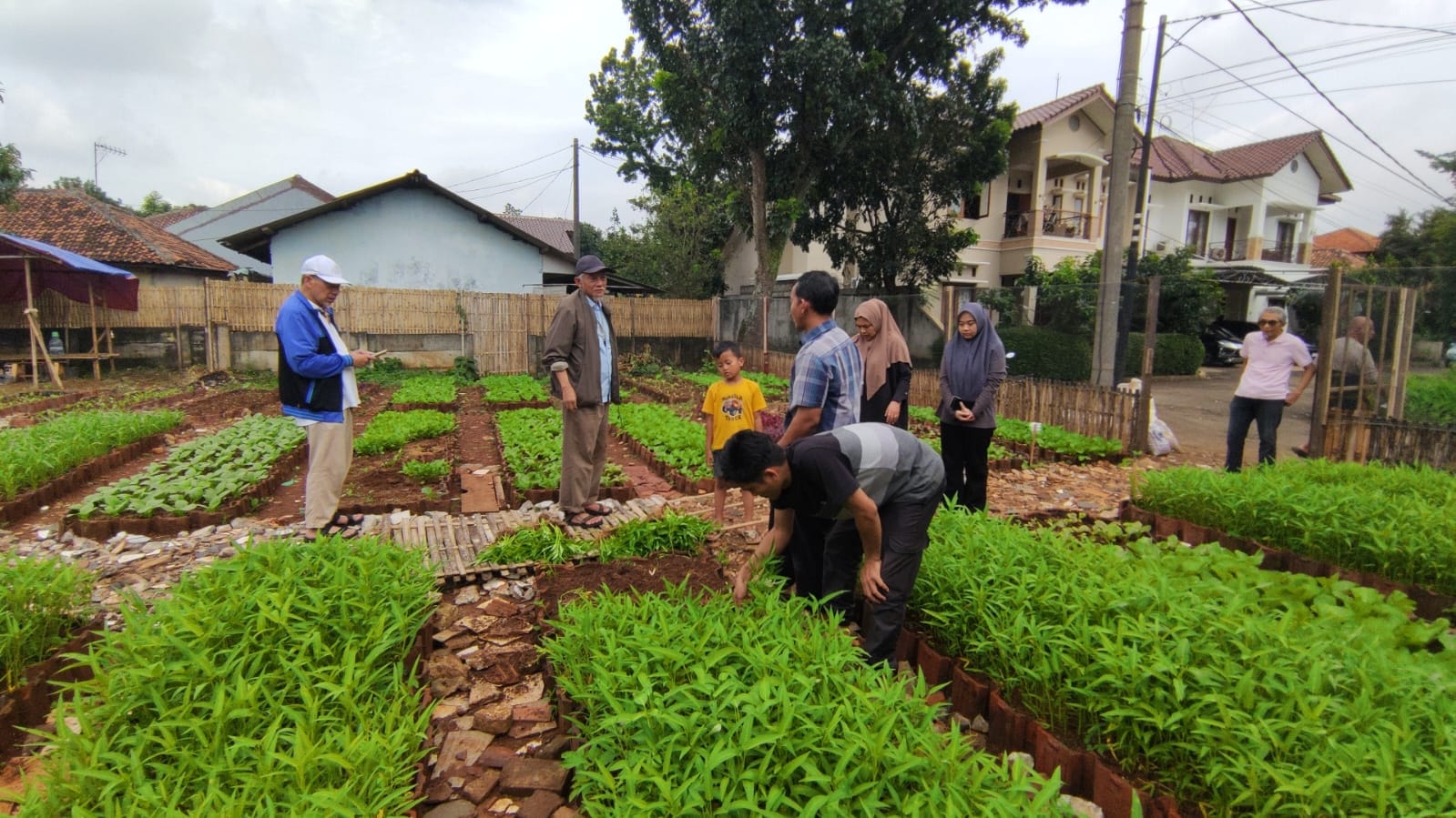 Kebun Wakaf Rasil Mulai Panen, Wujud Wakaf Produktif Umat